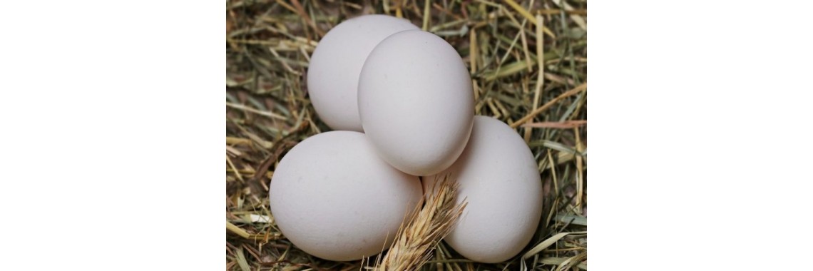 huevos 1